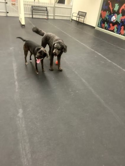 Two dark-colored dogs stand on a black floor in an indoor space with a decorative wall and metal benches in the background.