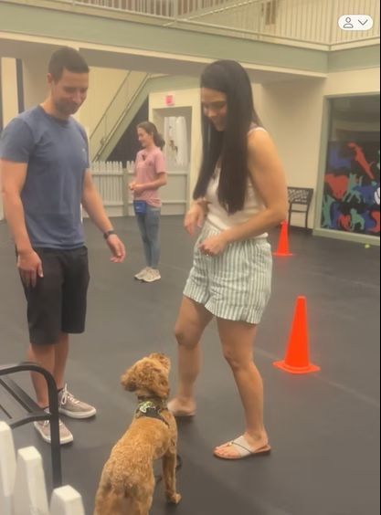 Two people and a dog in a room with orange traffic cones and a white fence, appearing to participate in dog training.