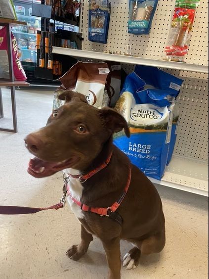 A brown dog with white chest markings wearing an orange harness sits happily in a pet store aisle.