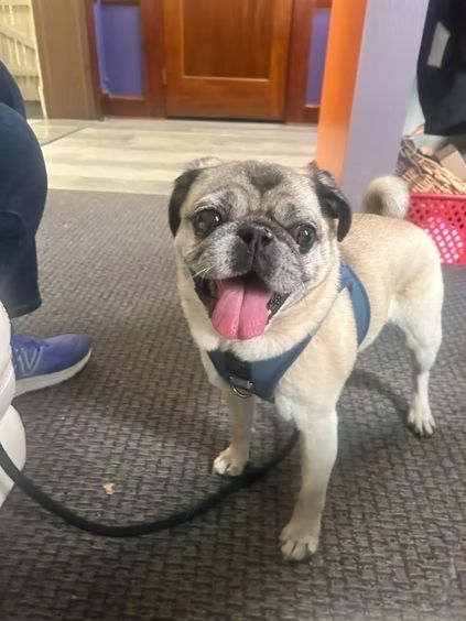 A happy, light-colored pug with a dark face and blue harness stands on a gray carpet indoors, looking at the camera.