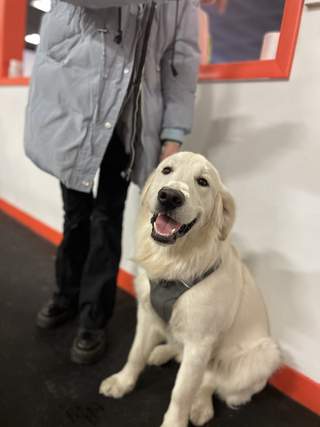 A happy, cream-colored Golden Retriever wearing a grey harness sits next to a person in a light blue puffer jacket.