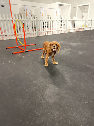 A tan Cavalier King Charles Spaniel stands in an indoor dog training facility next to an orange agility hoop jump.