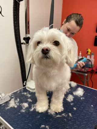 A white dog stands on a grooming table covered in clipped fur while a person grooms it with electric clippers.