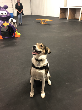 A happy, brown and white dog sits on a dark floor in a training facility, looking up toward the camera.
