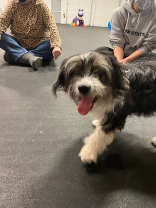 A happy, fluffy black and white dog walking toward the camera indoors, with two people sitting on the floor behind it.