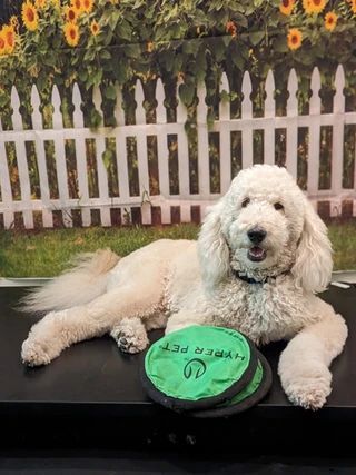A cream-colored Goldendoodle lies on a black surface in front of a sunflower and picket fence backdrop with a green frisbee.