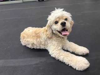A cream-colored, curly-haired dog lies on a dark gym floor with its mouth open, looking at the camera.