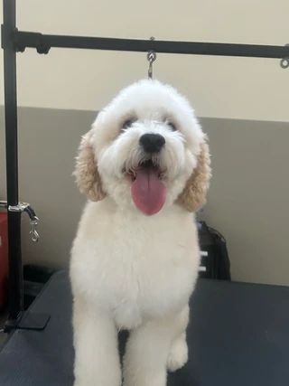 A fluffy, cream-colored Goldendoodle with ears tinted light brown stands on a grooming table with its tongue out.