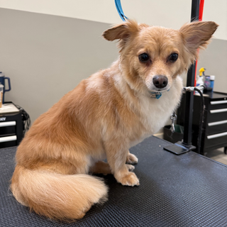 A small, light-brown dog with fluffy fur and large, upright ears sitting on a black grooming table.