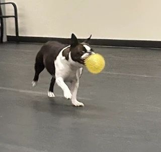 A black and white Boston Terrier trots across a gray indoor floor, holding a bright yellow spiky ball in its mouth.