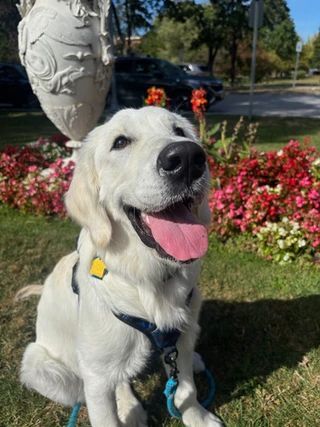 A cheerful, light-colored puppy with its tongue out sits on a sunny grass lawn in front of a garden bed and a stone urn.