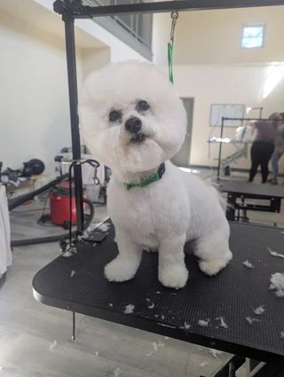 A small, white, fluffy dog with a round, groomed head sits on a black grooming table in a salon.
