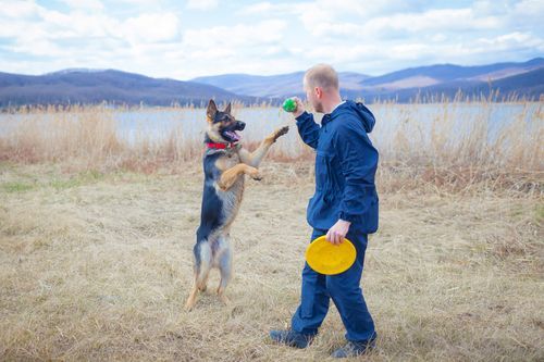 A man in a blue jacket plays with a German Shepherd standing on its hind legs by a lake, holding a yellow frisbee.