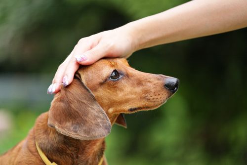 A person's hand gently pets the top of a brown dachshund's head against a blurred green background.