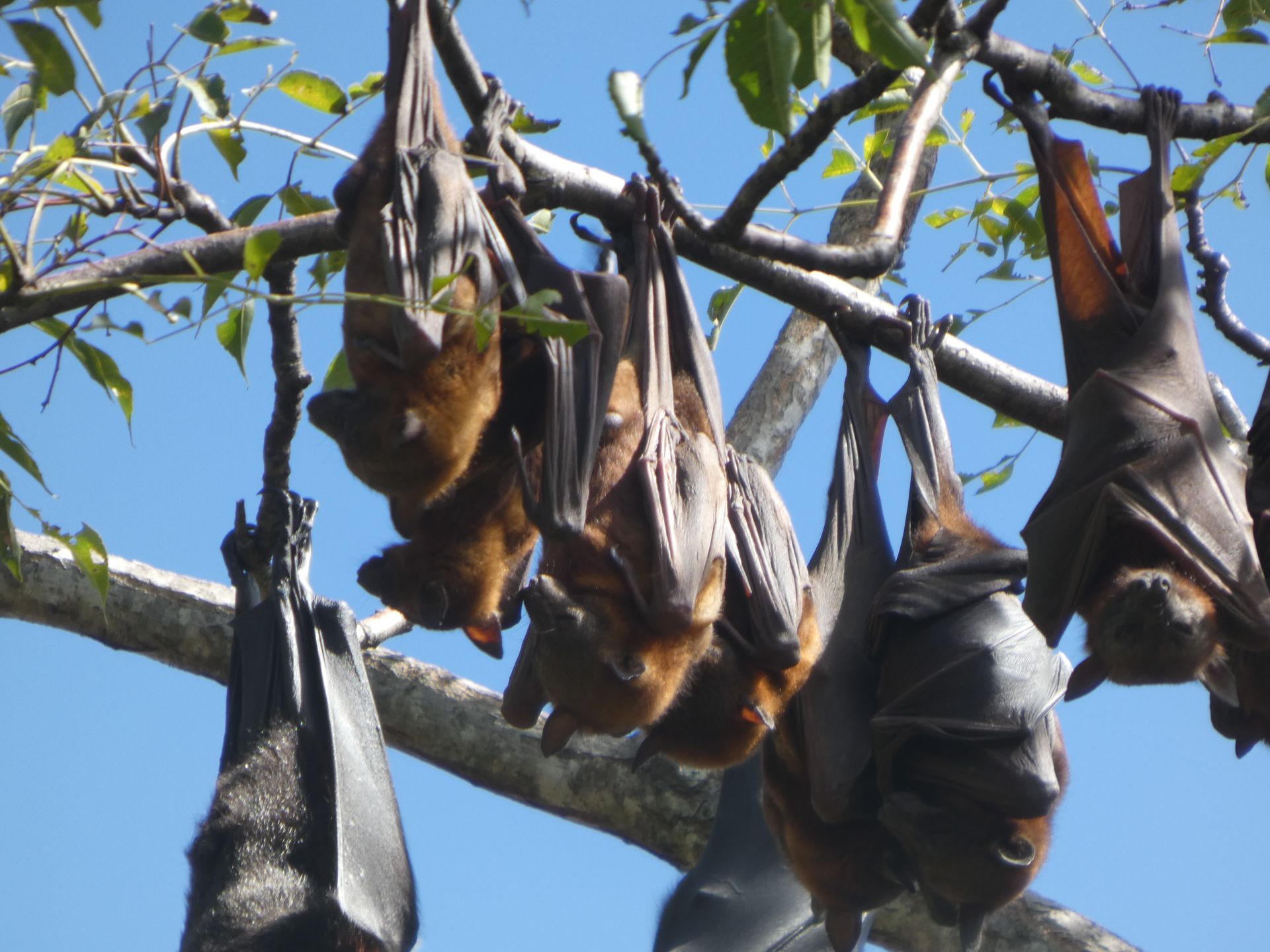 Flying Fox colony roosting in trees