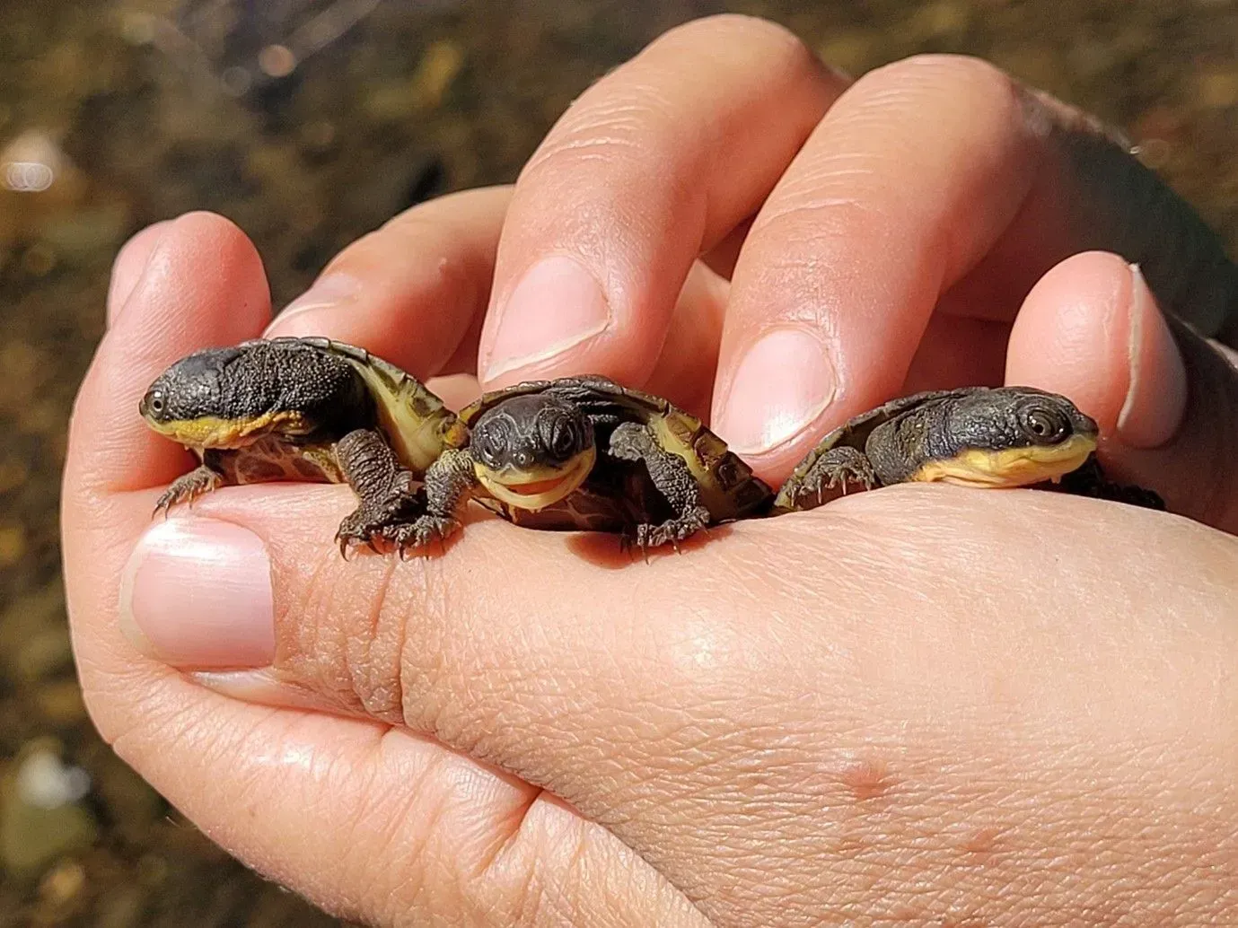 Comprehensive Research and Conservation
Efforts for the Manning River Helmeted Turtle