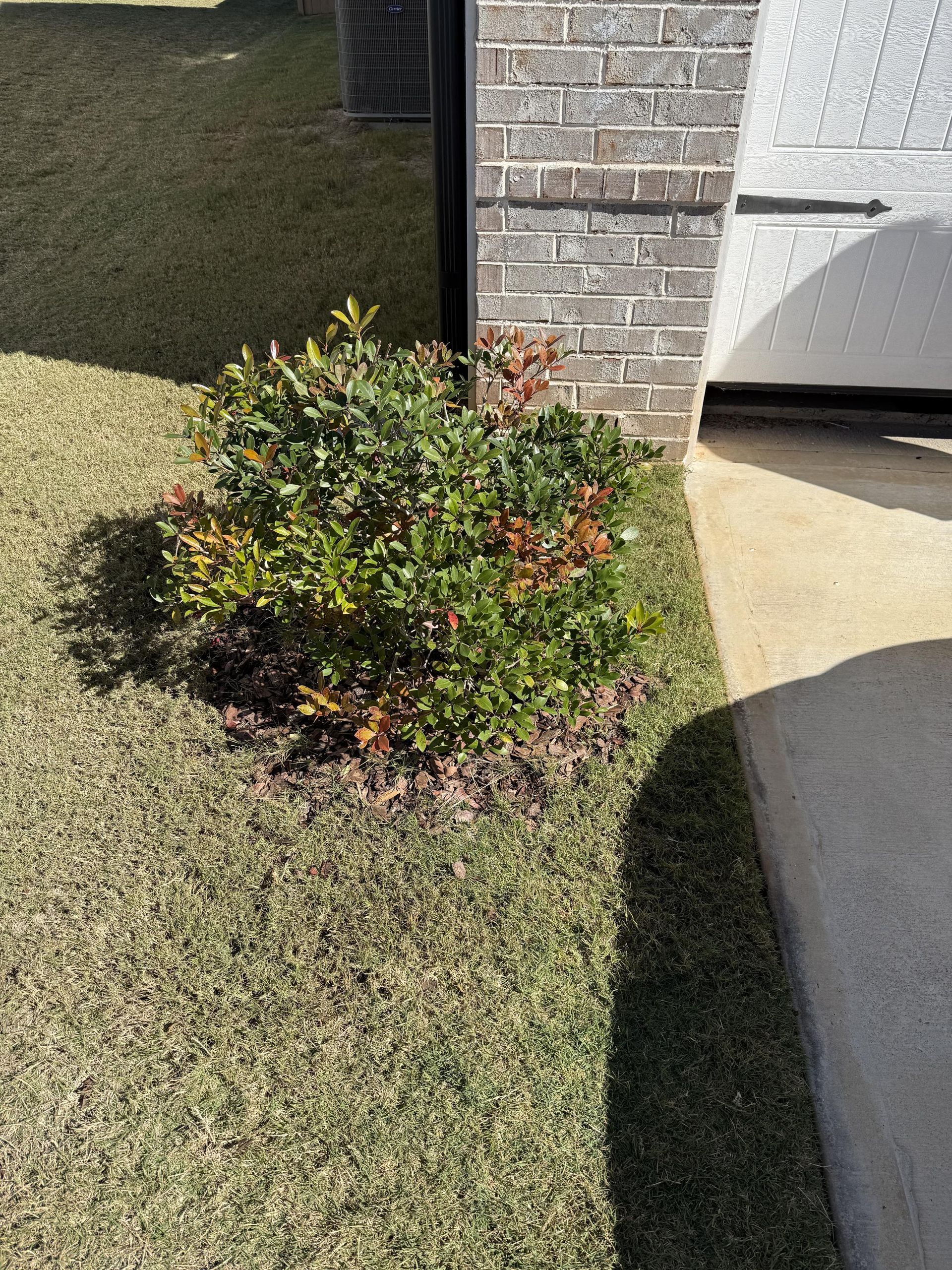 A small bush is growing in the grass in front of a brick building.