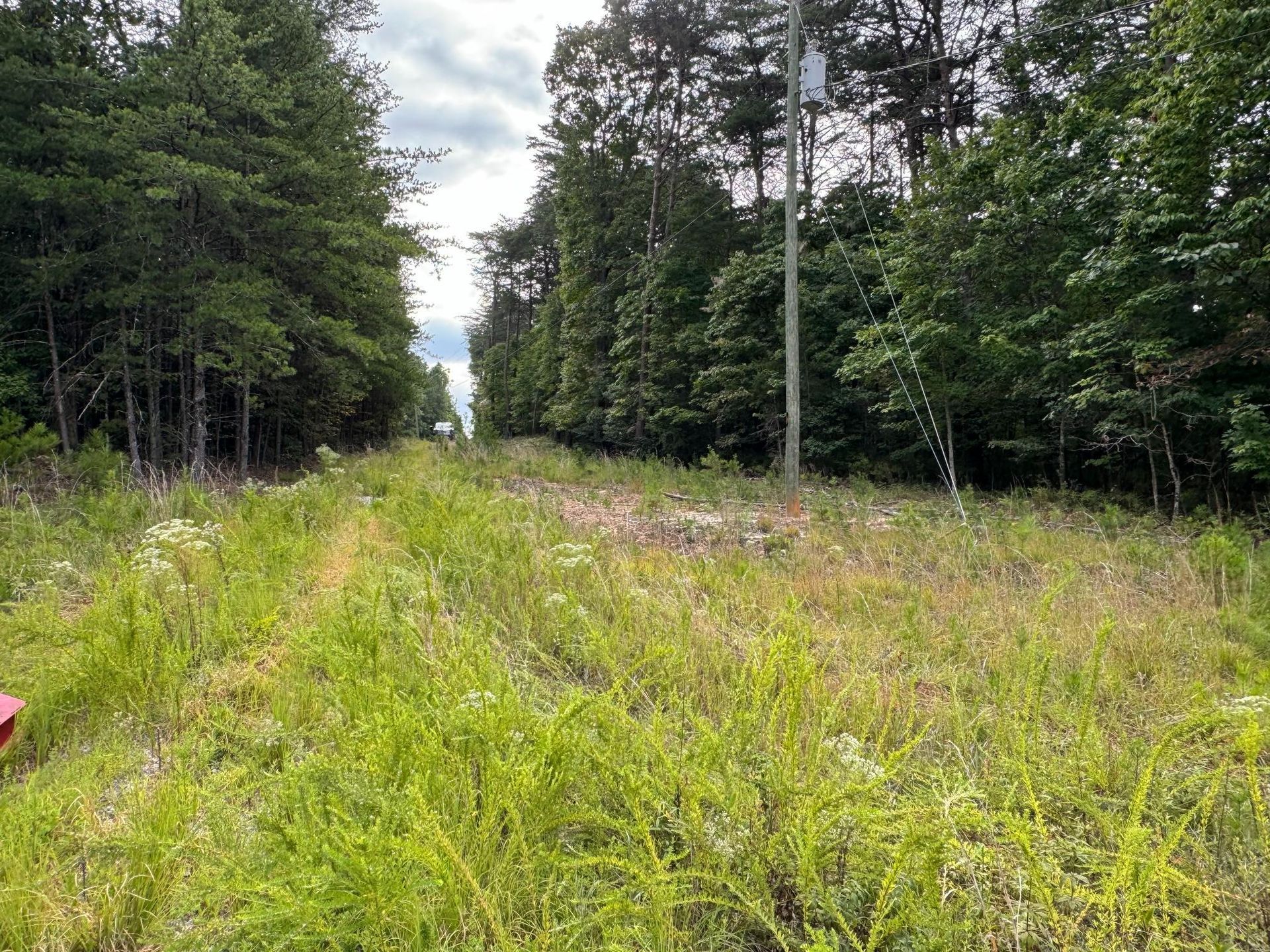 A field of tall grass surrounded by trees on a sunny day.