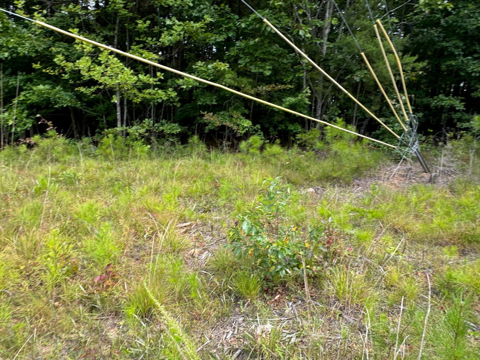 A field of tall grass with trees in the background.