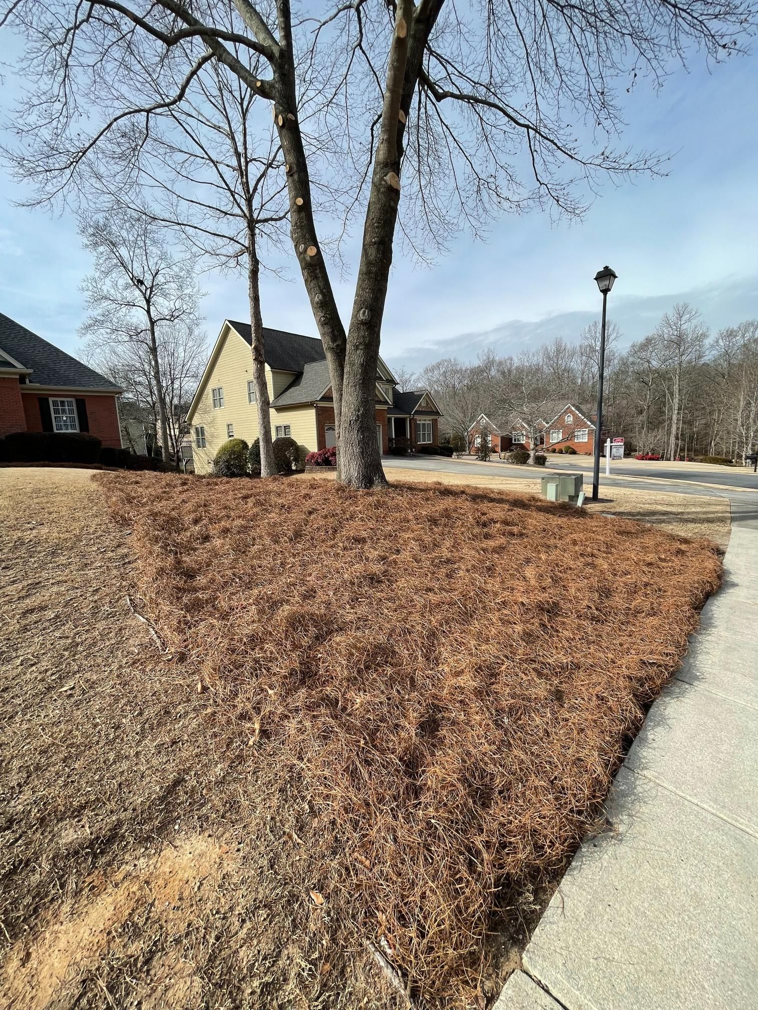 There is a tree in the middle of a yard next to a sidewalk.