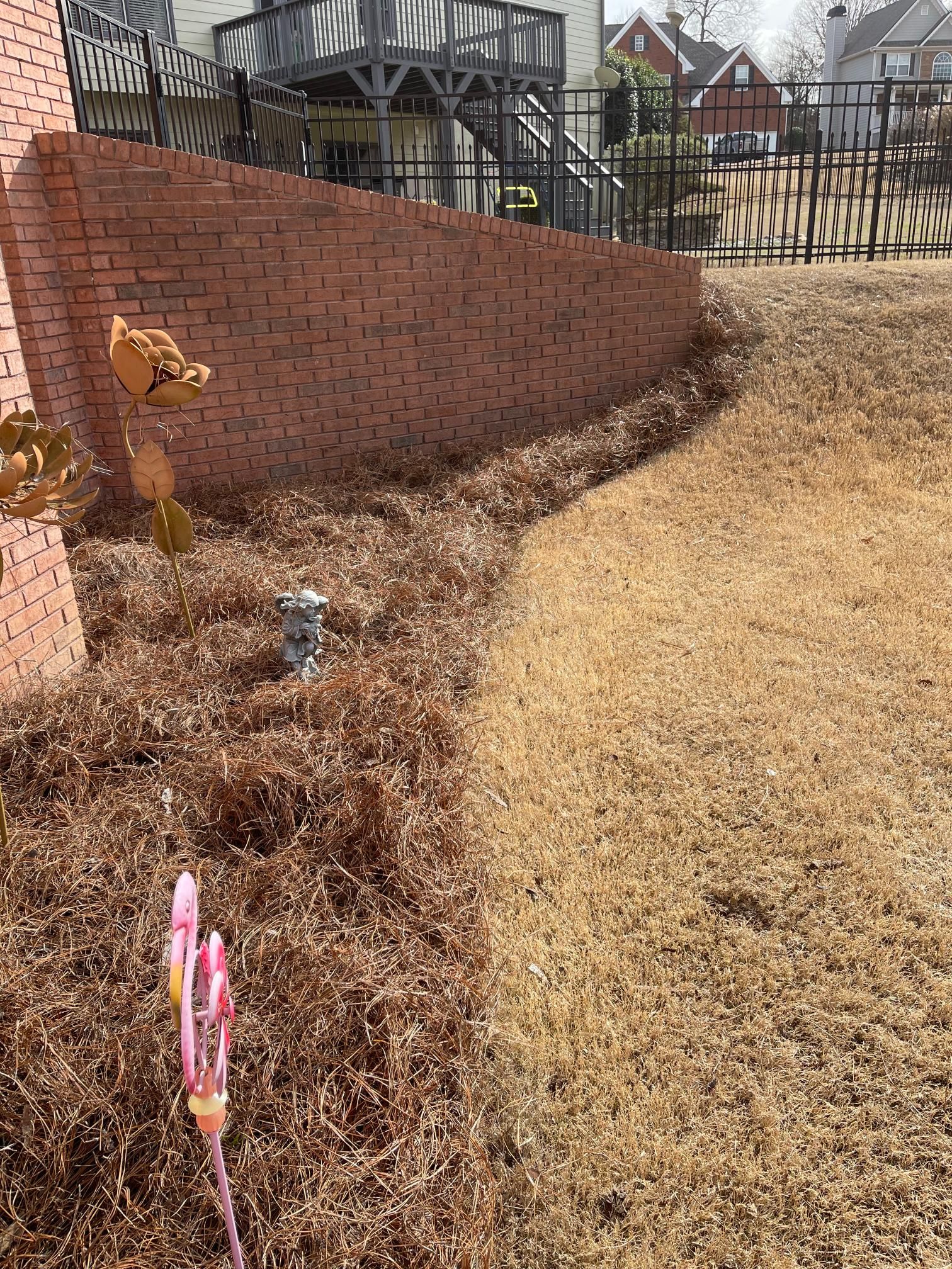 There is a brick wall in the background and a fence in the foreground.