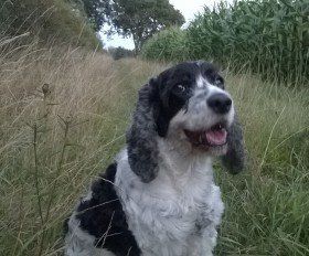 dog