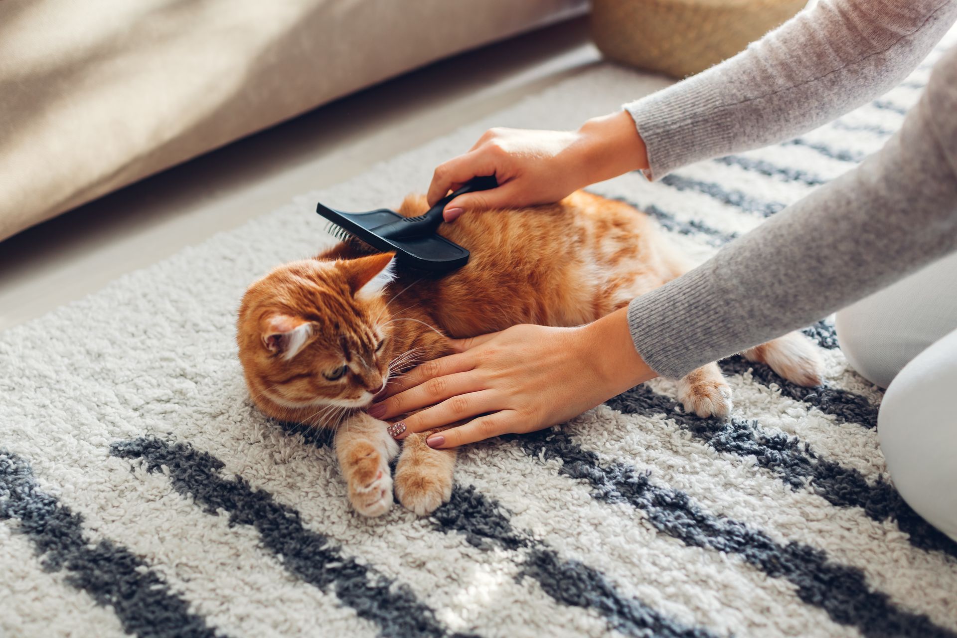 A person is brushing a cat on a rug.