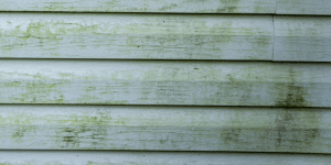 a close up of a white siding with green mold on it.