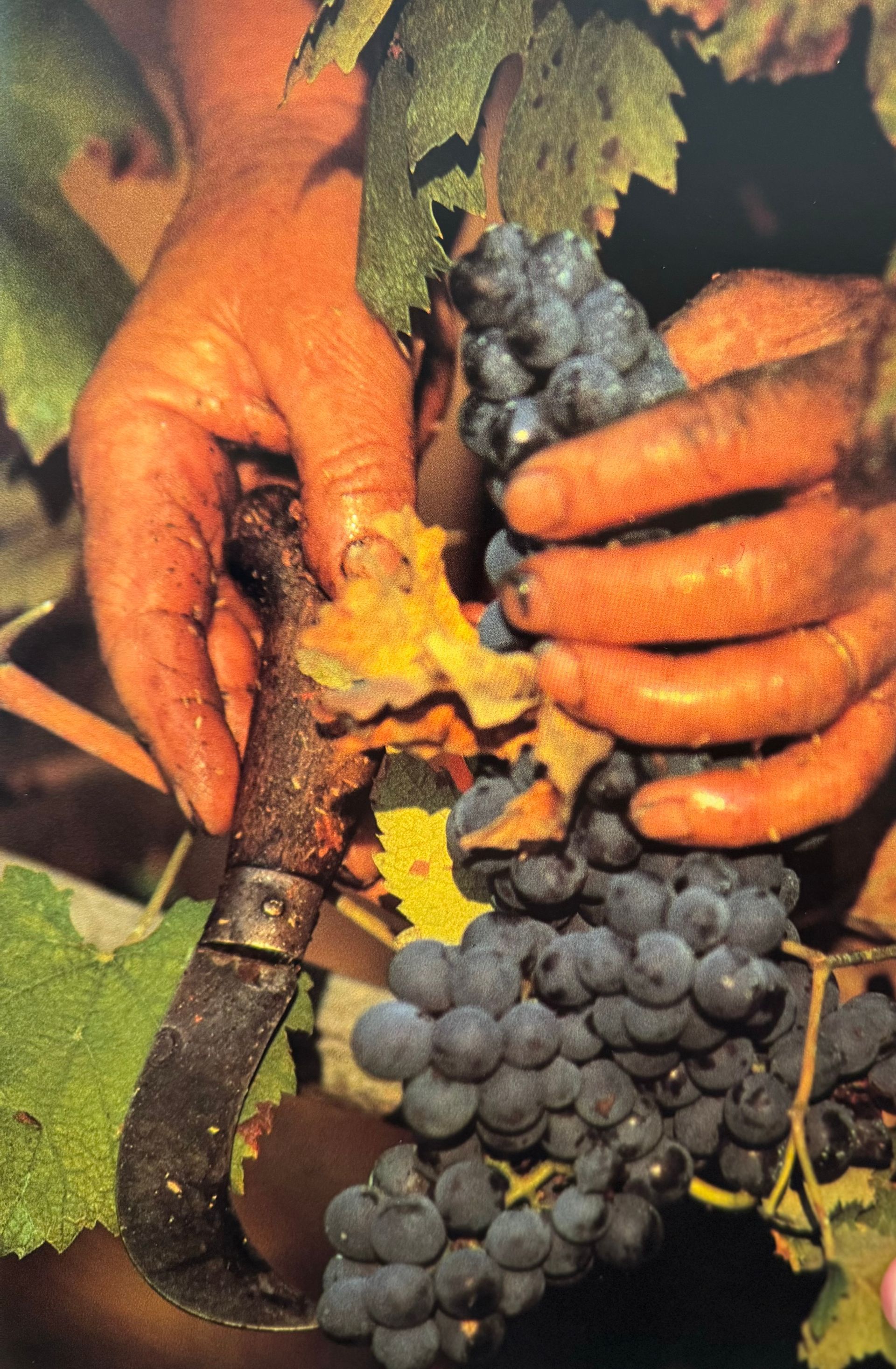 Un uomo in piedi in un campo che tiene in mano un secchio d'uva