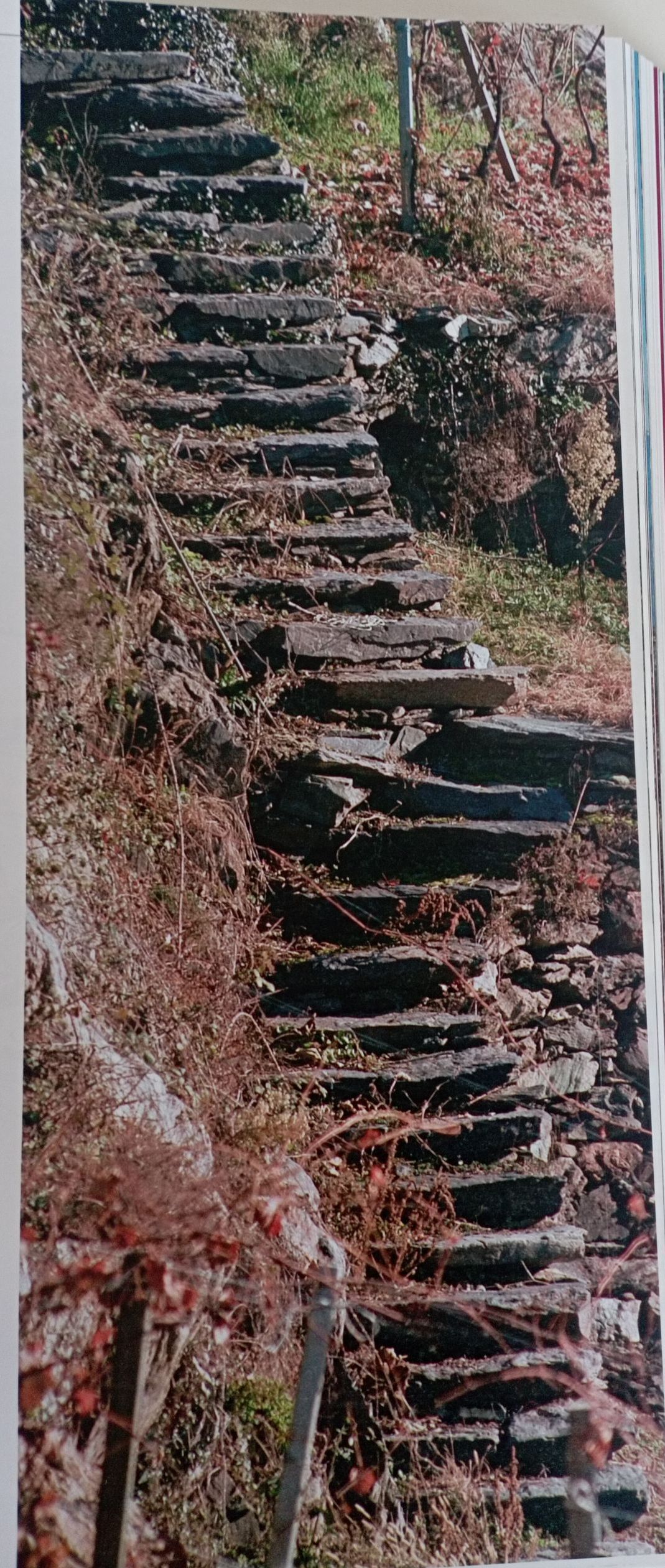Una vista di una valle con le montagne sullo sfondo