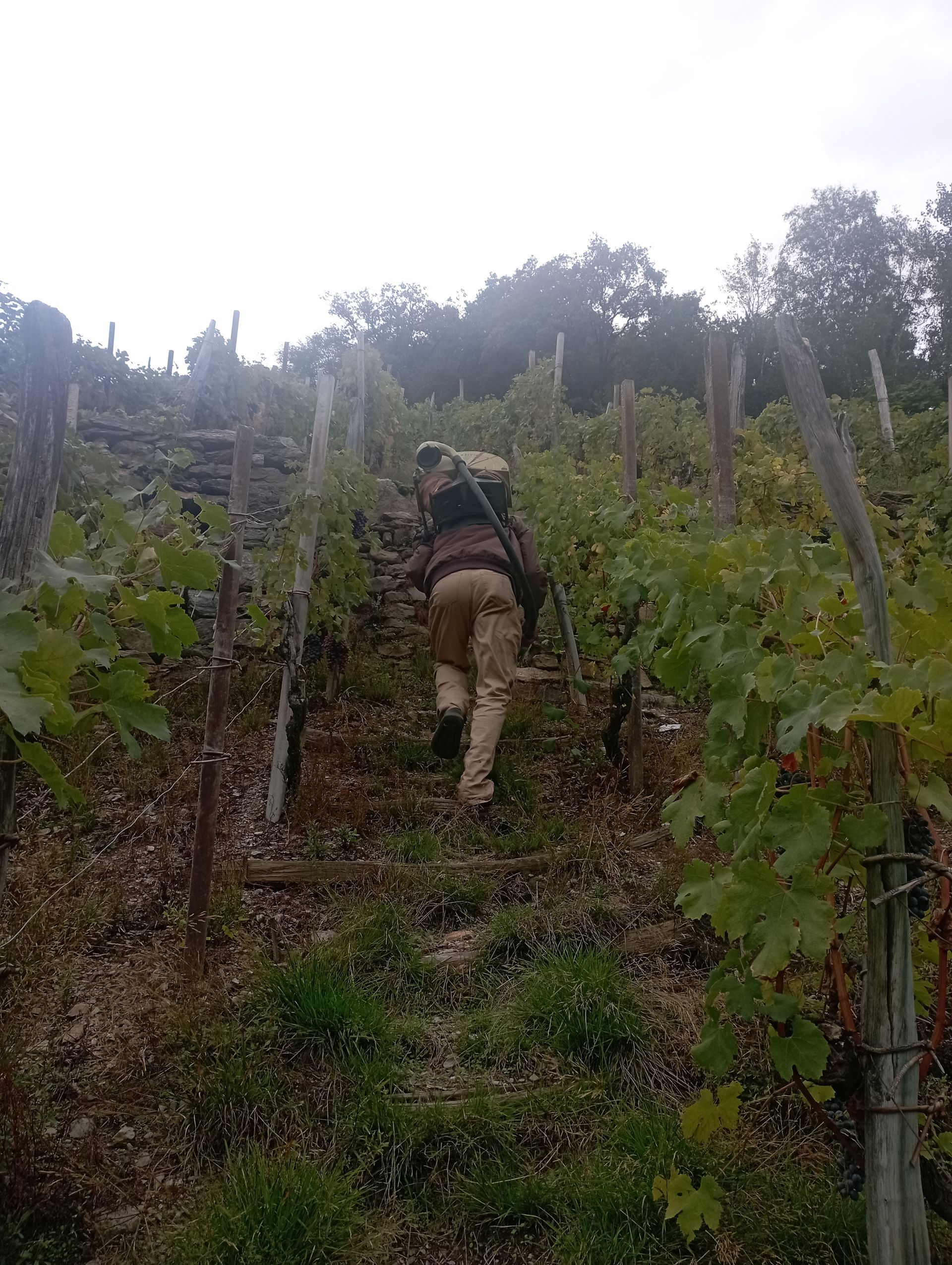Una foto in bianco e nero di una valle con montagne sullo sfondo