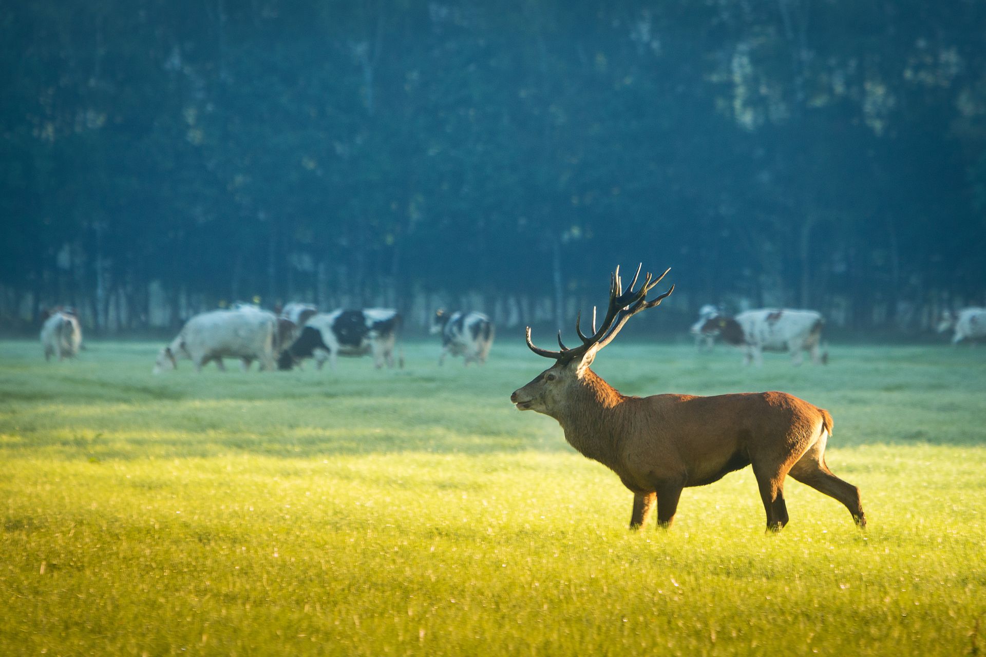 Een hert staat in een veld met koeien op de achtergrond.