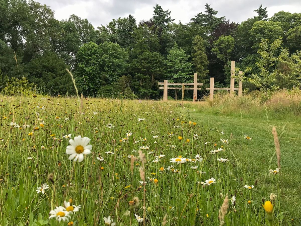 Een veld met madeliefjes en gras met een houten hek op de achtergrond.