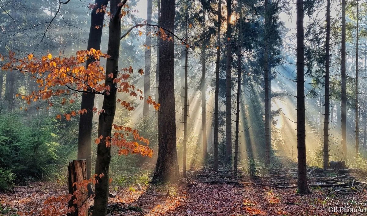 De zon schijnt door de bomen in het bos
