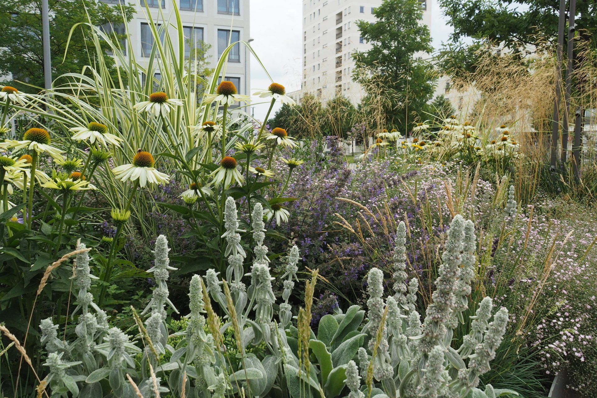A garden filled with lots of flowers and plants with a building in the background.