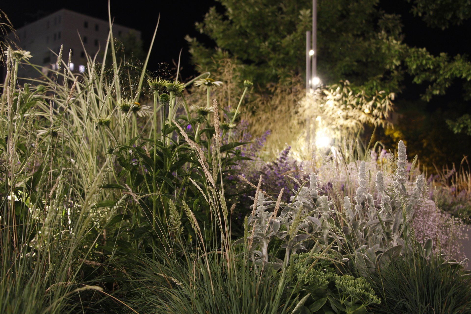 A field of tall grass and flowers is lit up at night.