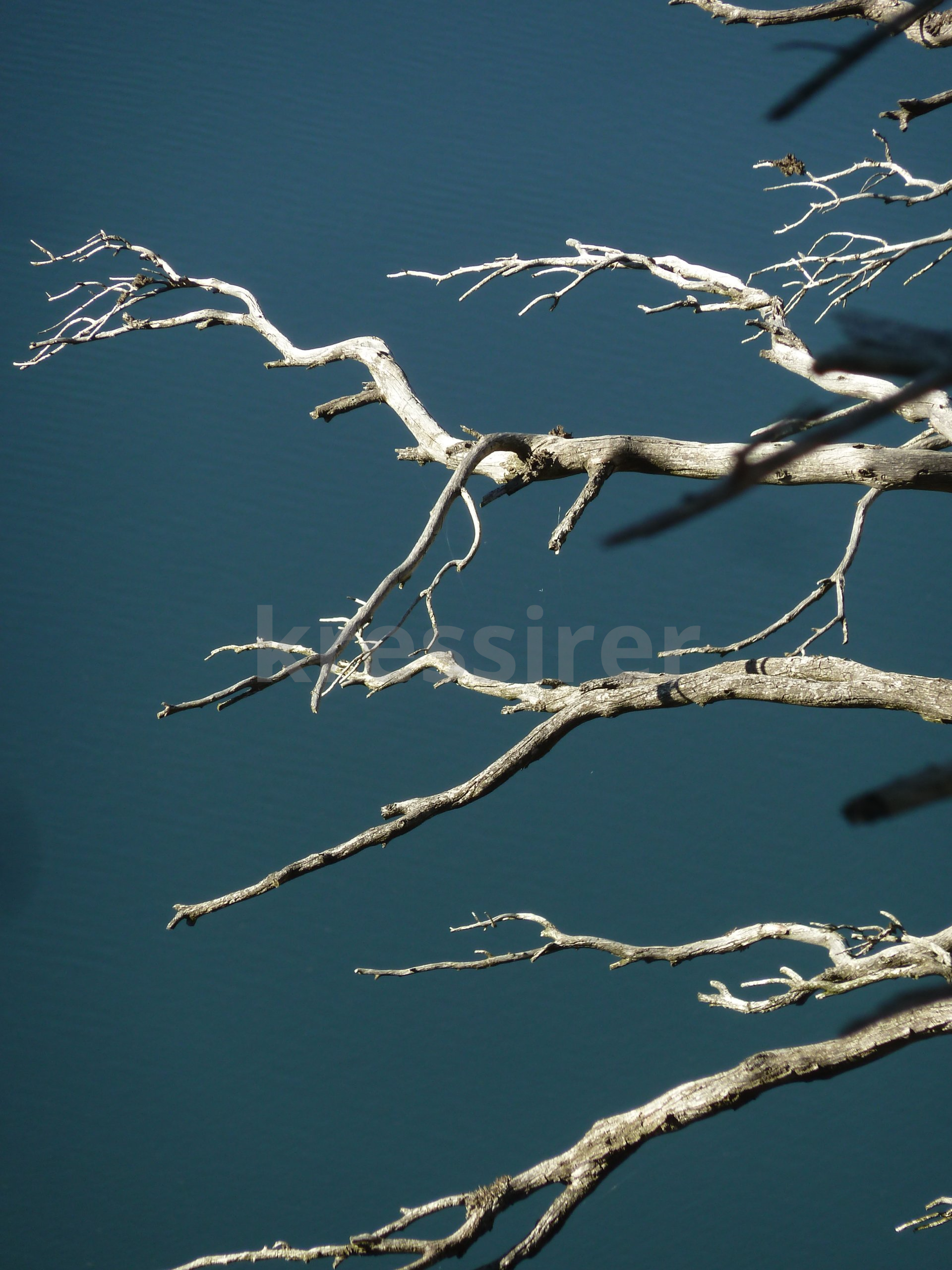 A tree branch with a blue sky in the background