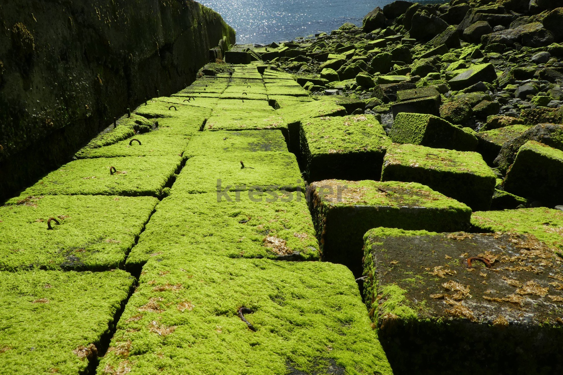 A brick walkway covered in green moss with a few pieces missing