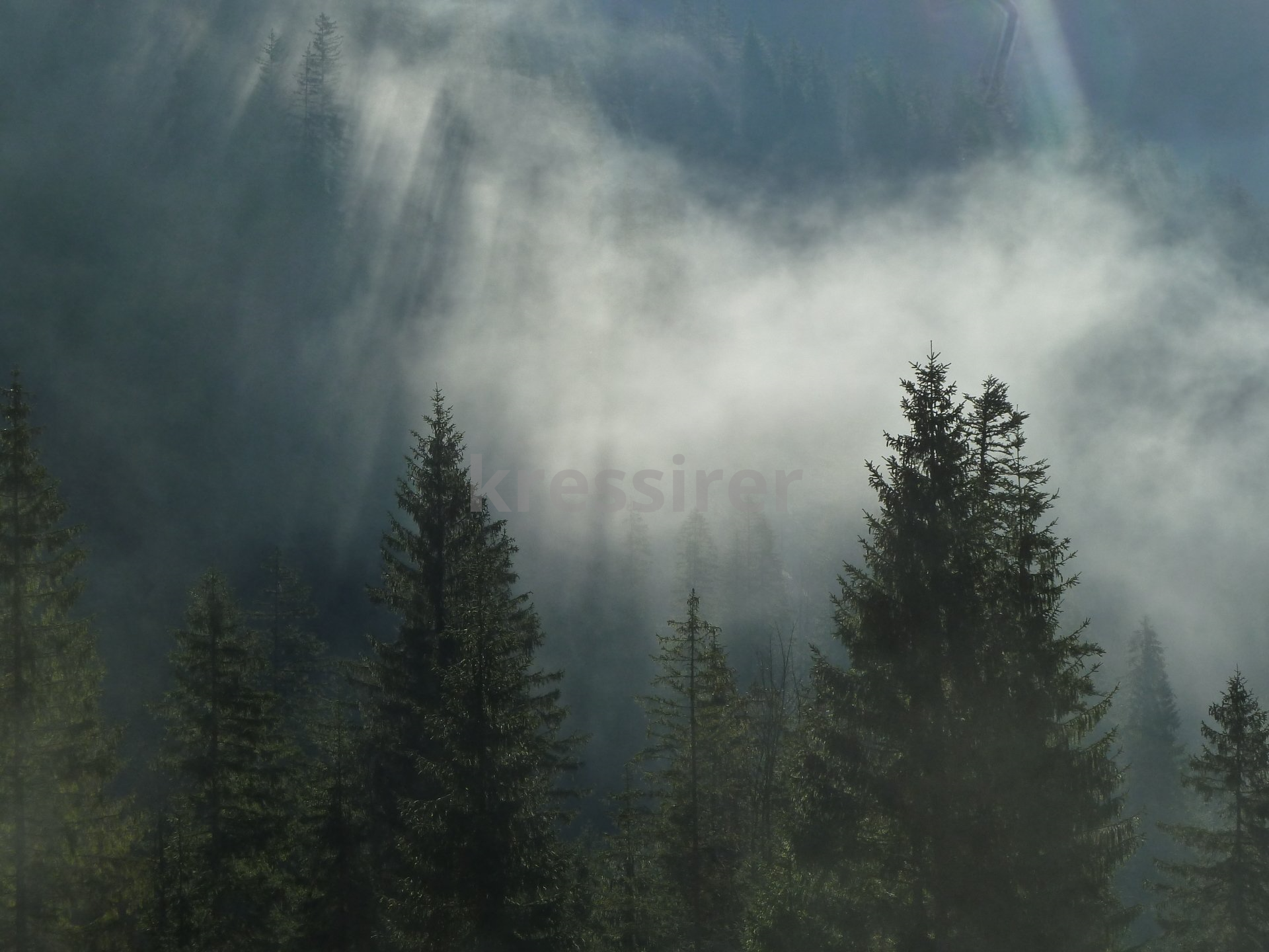 A foggy forest with a mountain in the background