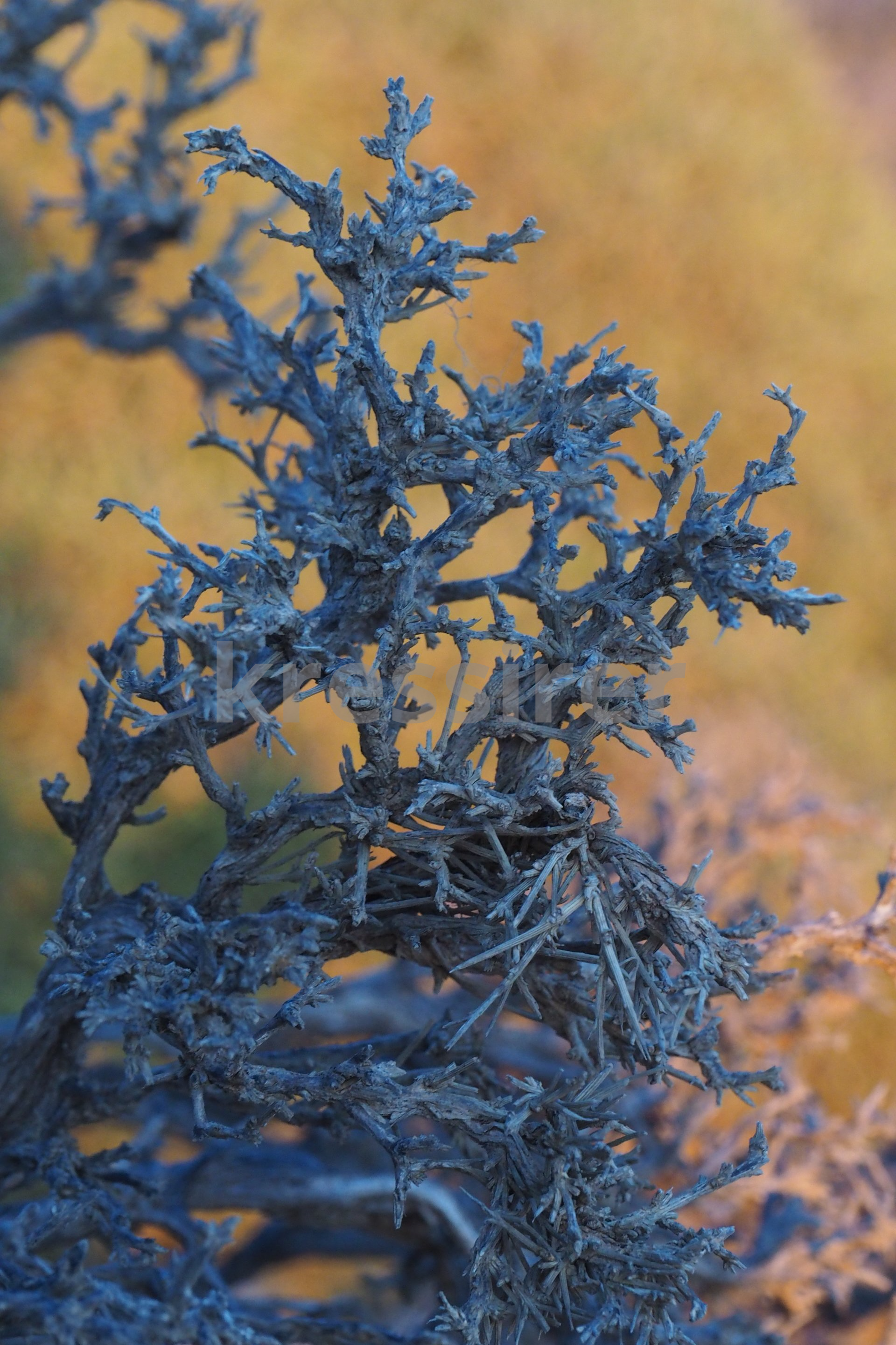 A close up of a tree branch with a blurred background.