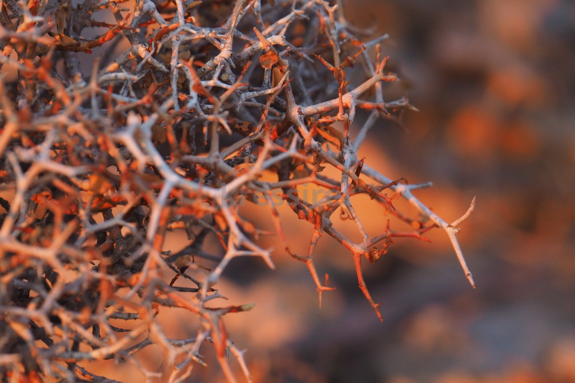 A close up of a tree branch with thorns on it.