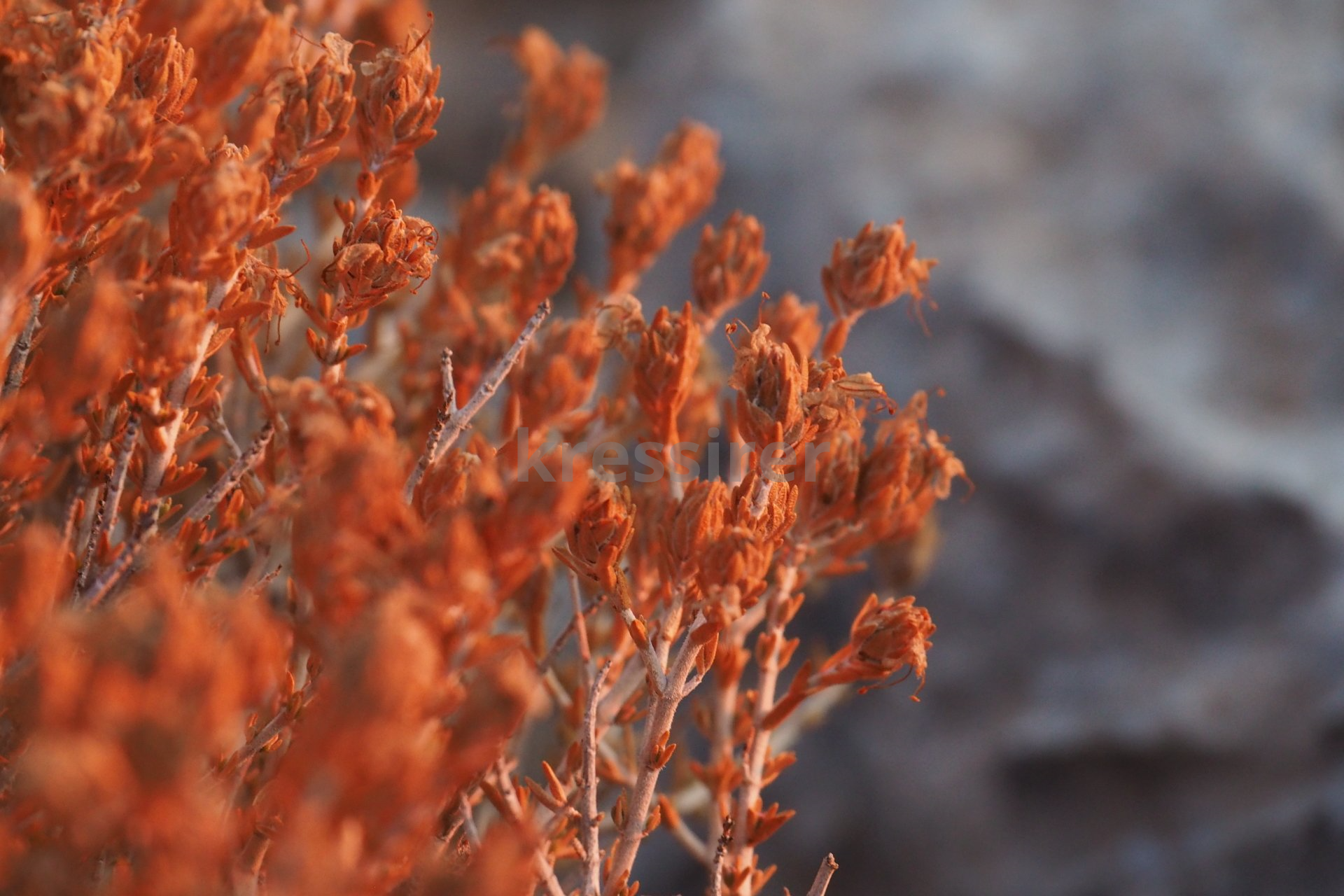 A close up of a plant with orange flowers on a rock.