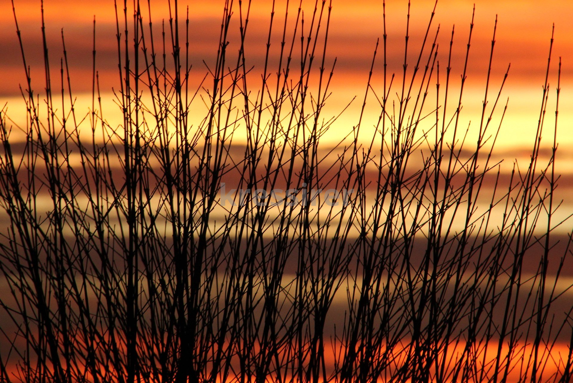 A bunch of branches are silhouetted against a sunset sky
