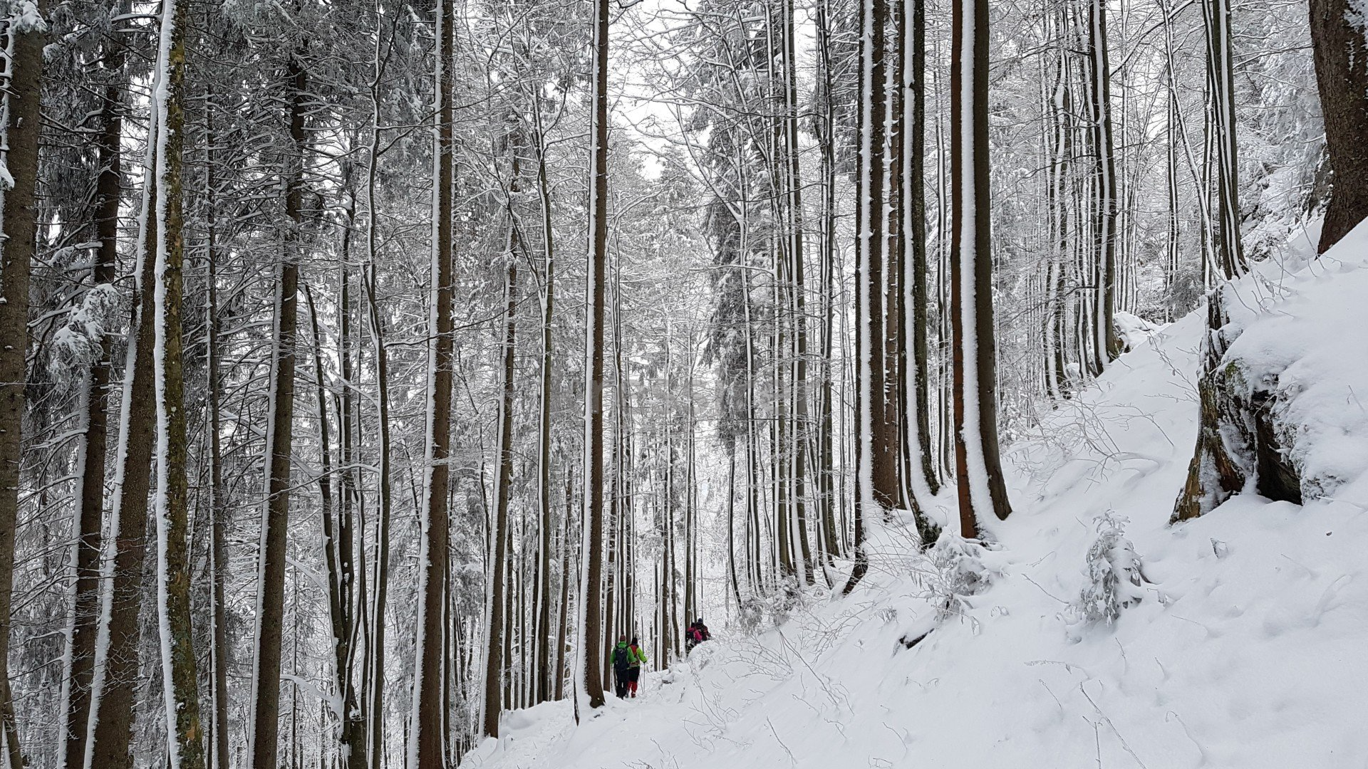 A snowy forest with trees covered in snow