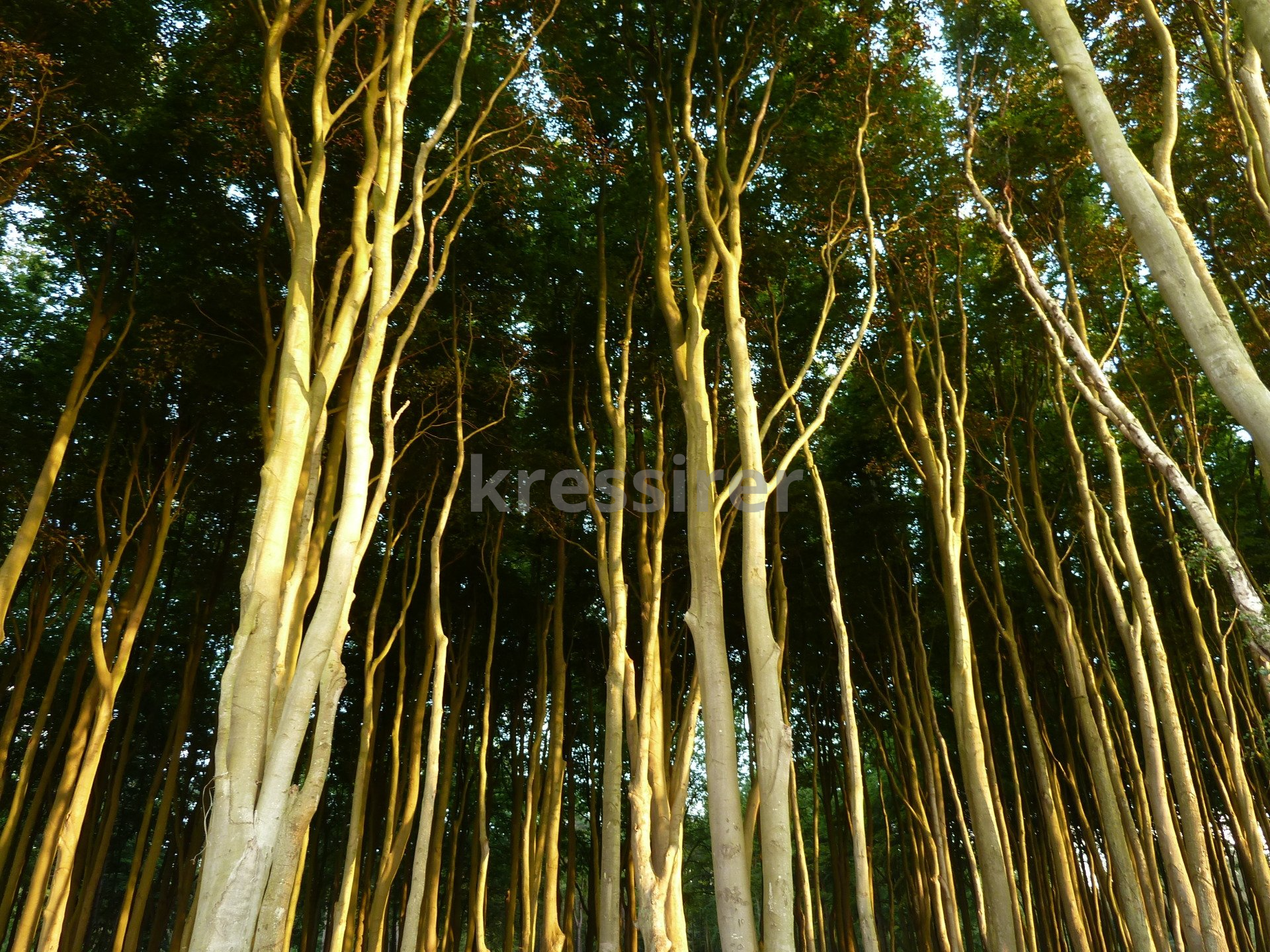 Looking up into a forest with the word kreasi visible