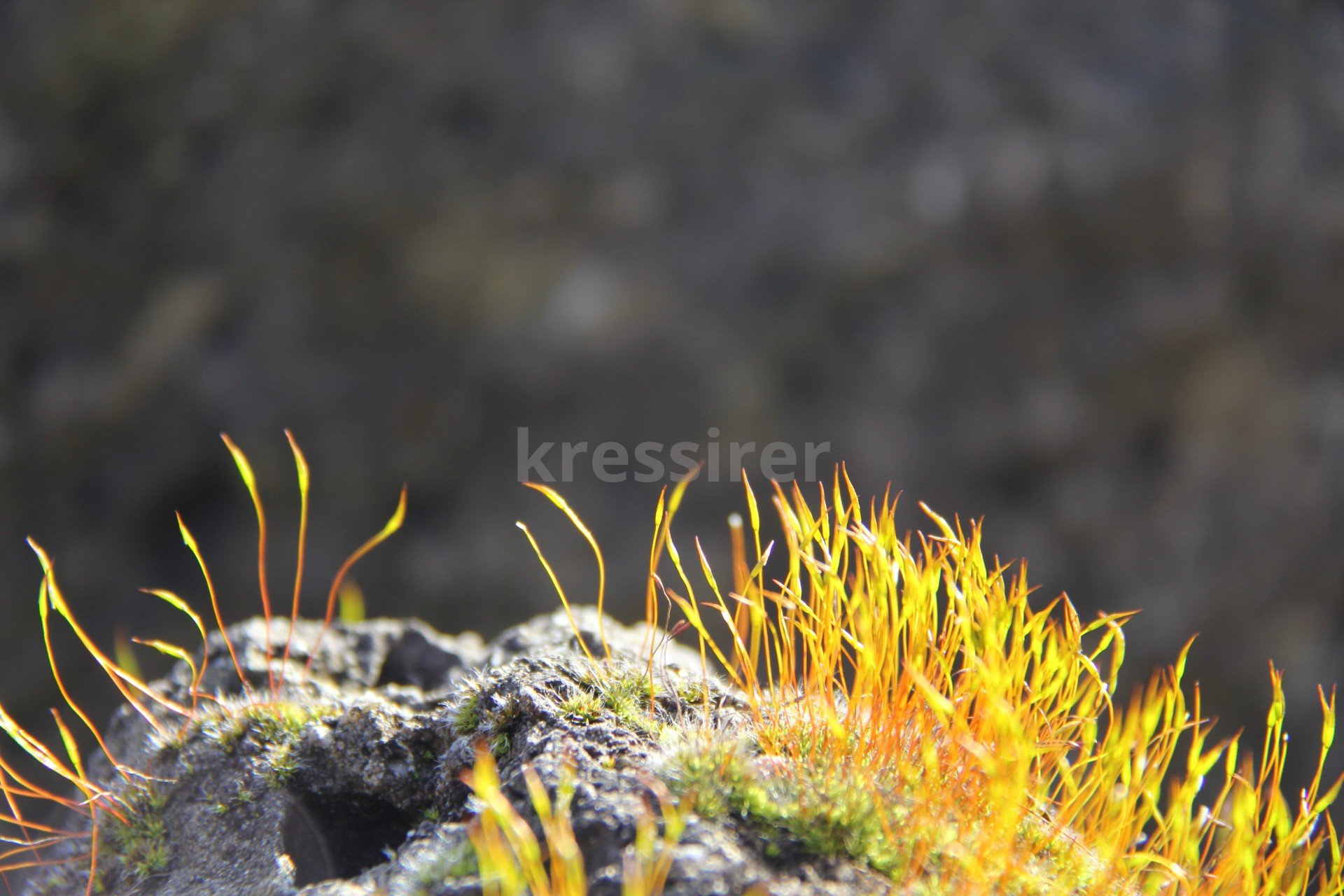 A close up of a plant growing on a rock