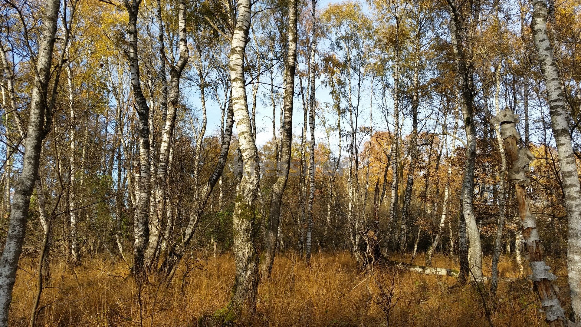 A forest of birch trees with yellow leaves in autumn