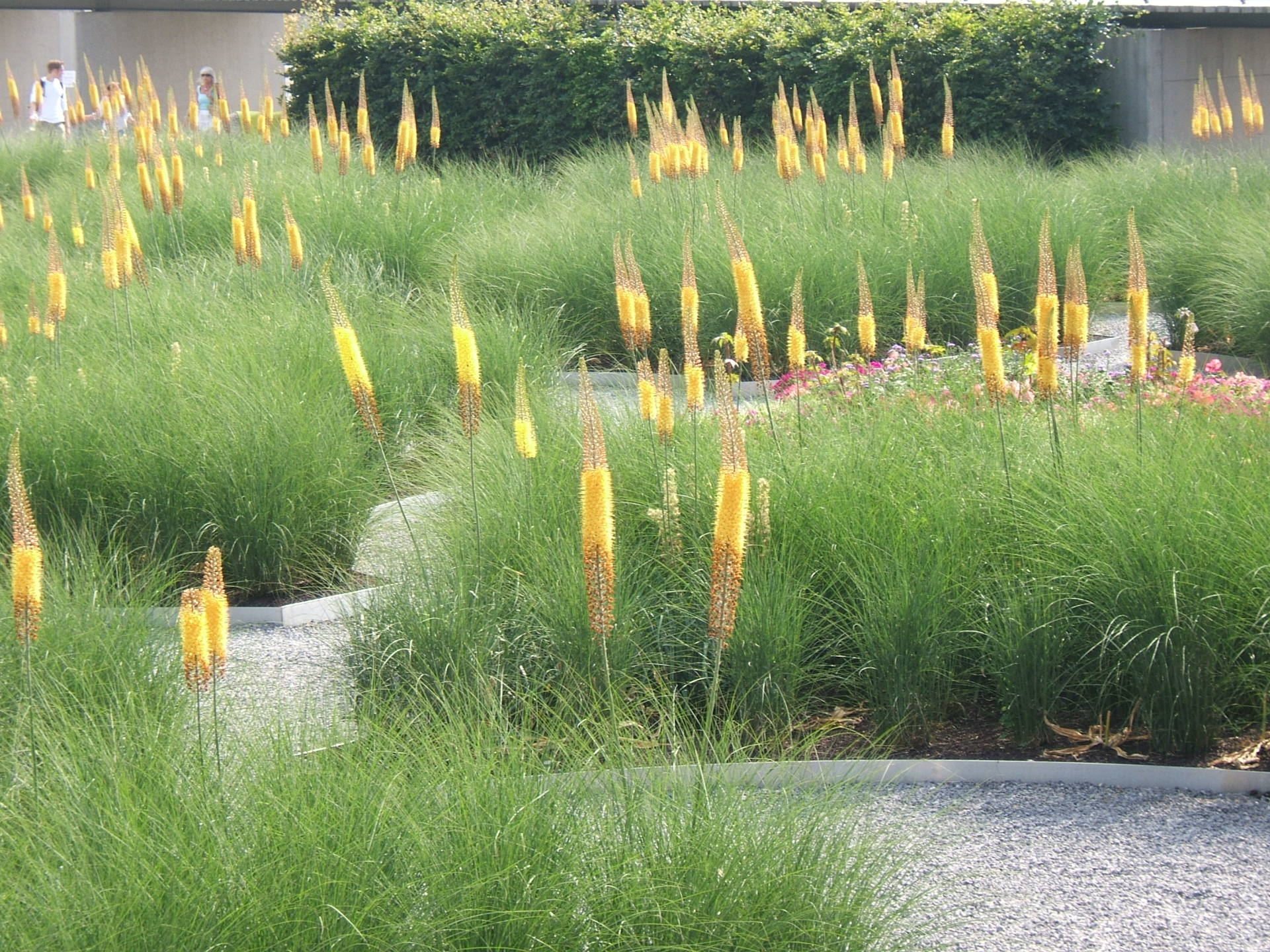 A row of yellow flowers are growing in a field