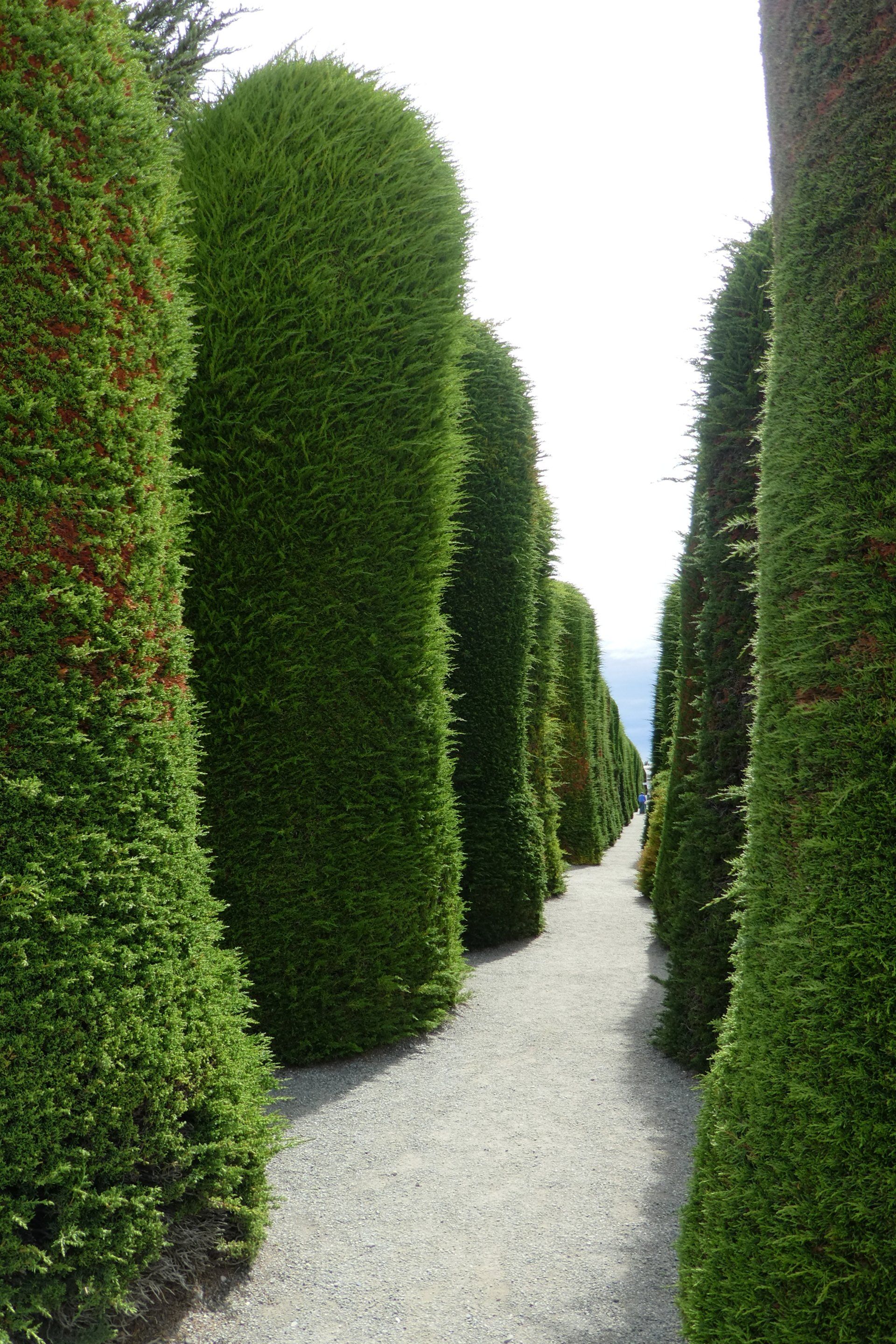 A maze of tall green bushes along a gravel path