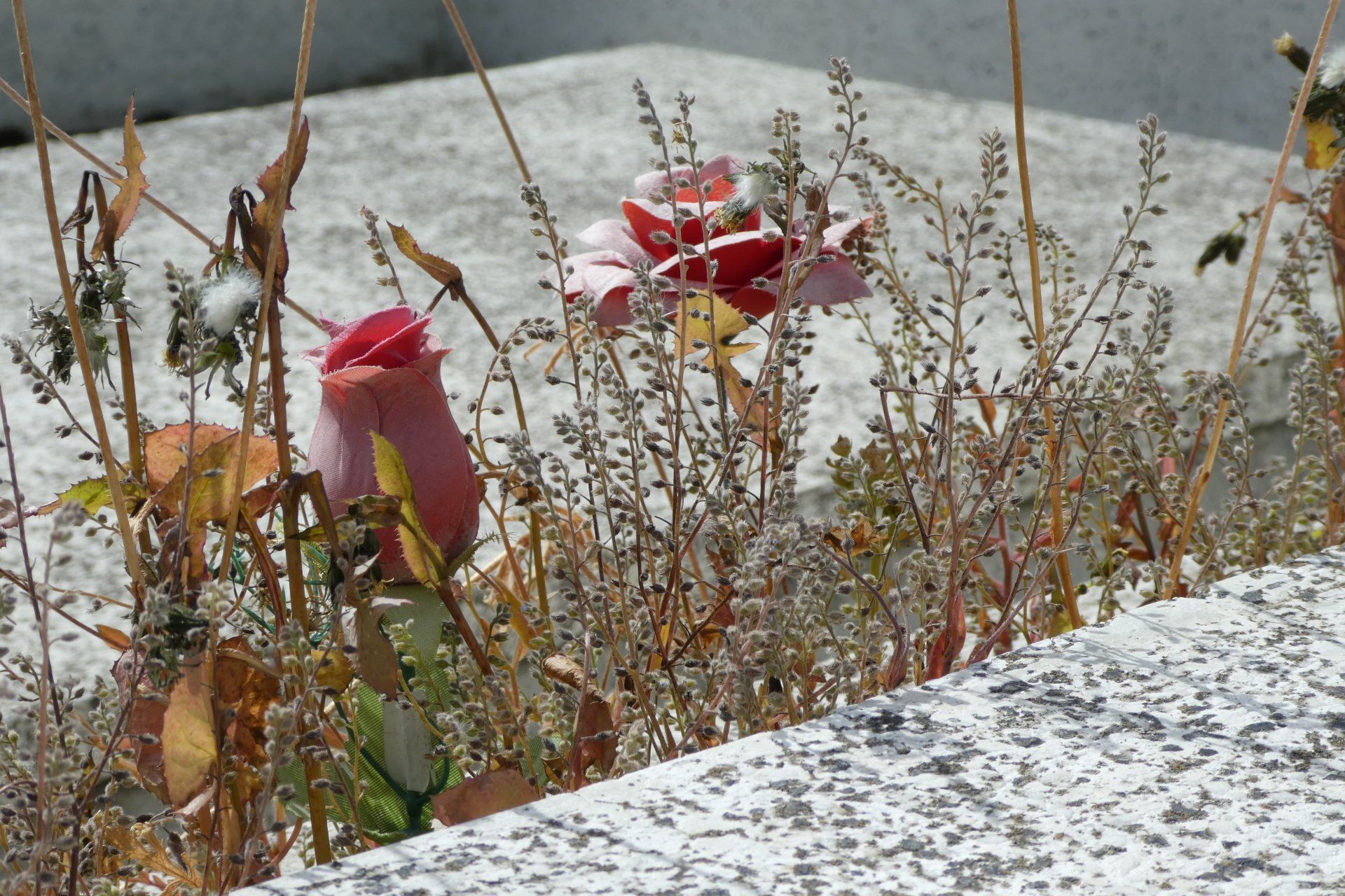 A few flowers are growing on the side of a road